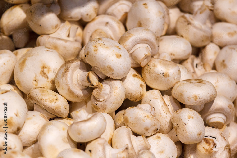 champignon mushrooms on display. a lot of fresh raw mushroom heap lies on the shelves champignon mushrooms on display. a lot of fresh raw mushroom heap lies on the shelves