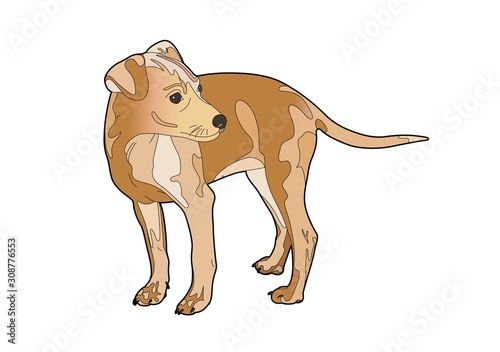 Little brown dog