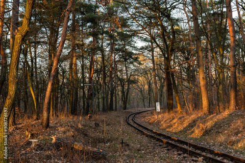 Rails in Forest, winter forest without snow, many trees