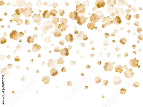 Cool scallop, bivalve pearl shell, marine mollusk isolated on white wild life nature background. 