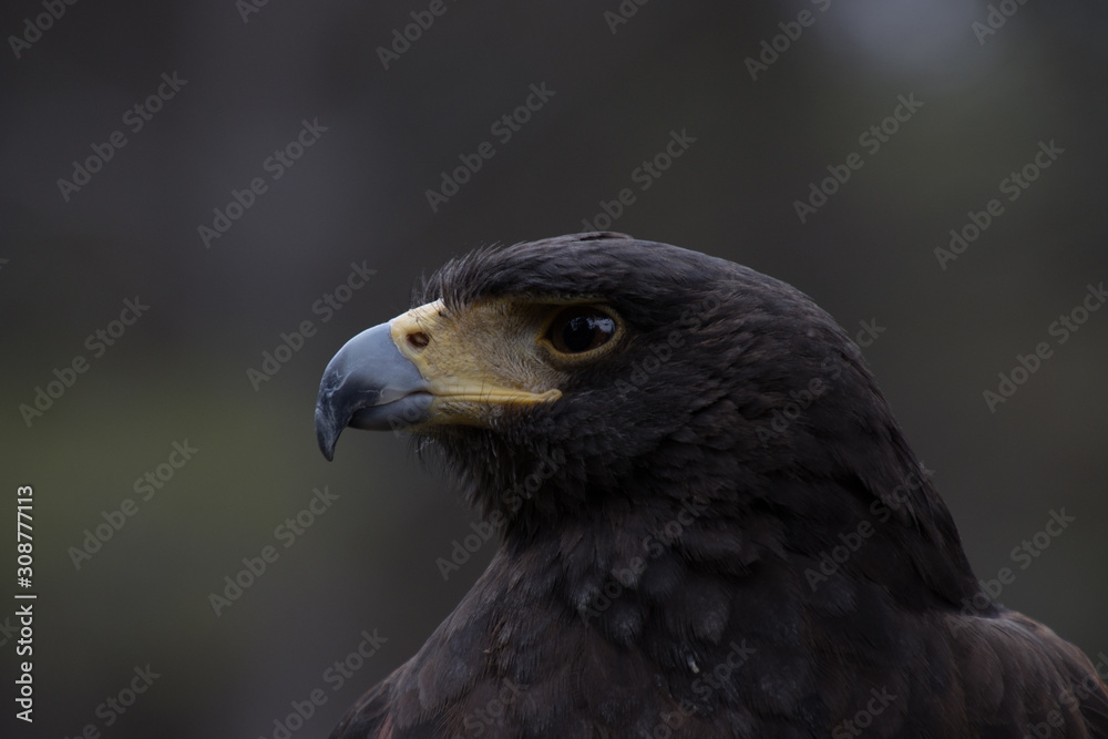 Eagle perched on an outdoor tree in the middle of the field