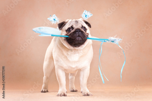 Tender Fairy Dog Pug with Blue Wings Holds a Magic Wand
