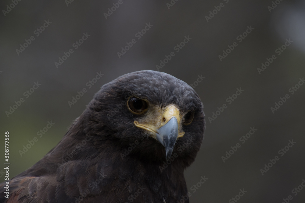 Eagle perched on an outdoor tree in the middle of the field Eagle perched on an outdoor tree in the middle of the field