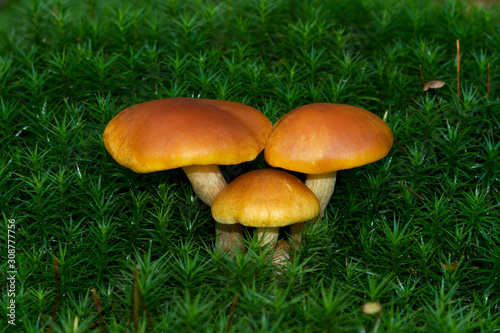 Group of three Scaly Rustgill mushrooms growing in moss