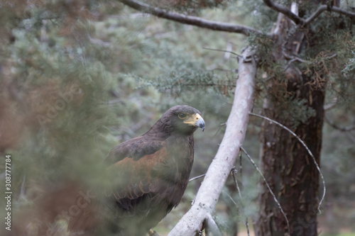 Eagle perched on an outdoor tree in the middle of the field photo