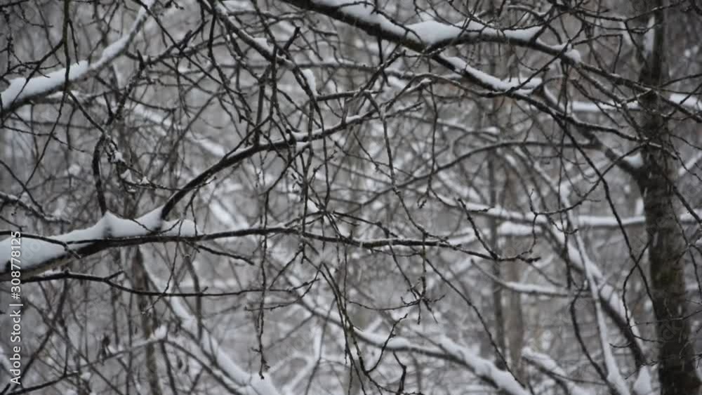 Snowfall in birch and aspen forest. Snow falls in large flakes. Beautiful snowfall on the background of trees. Snowfall in birch and aspen forest. Snow falls in large flakes. Beautiful snowfall on the background of trees.