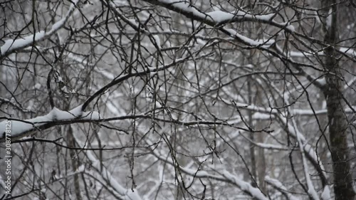 Snowfall in birch and aspen forest. Snow falls in large flakes. Beautiful snowfall on the background of trees.