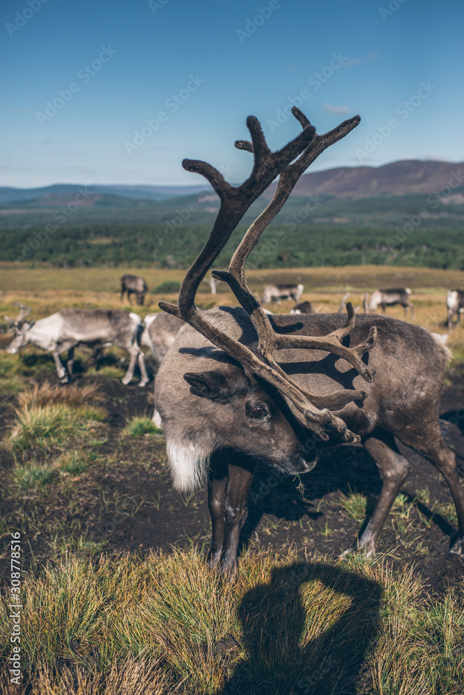 Naklejka premium The cairngorm reindeer in autumn Scotland, beautiful colorful landscape
