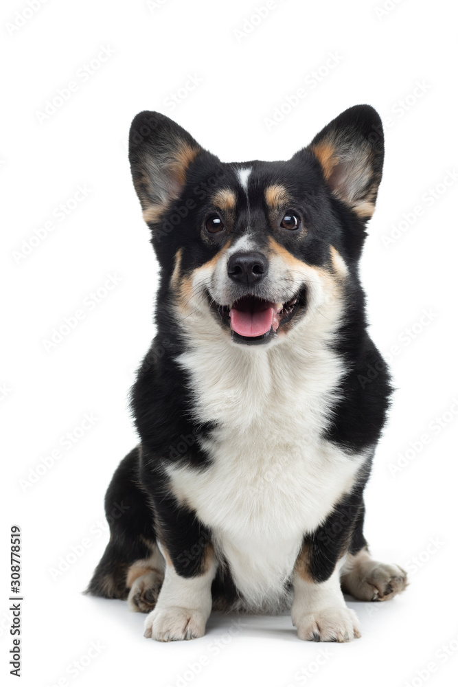 Portrait of a dog on a white background. Smiling Corgi. Pet in the studio. For design