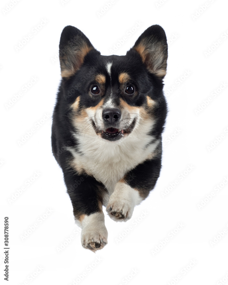 flying dog on a white background. Happy, cheerful welsh corgi pembroke flying dog on a white background. Happy, cheerful welsh corgi pembroke