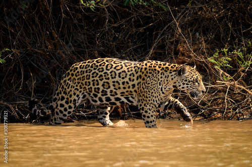 Jaguar female on Rio Cuiaba riverbank, Porto Jofre, Brazil. photo