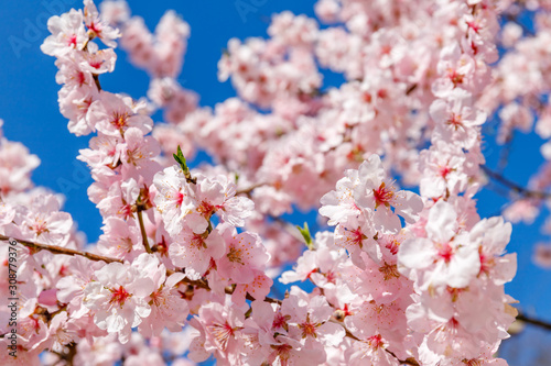 Pink blossoming almond trees on blue sky background. Pink flowers for spring background