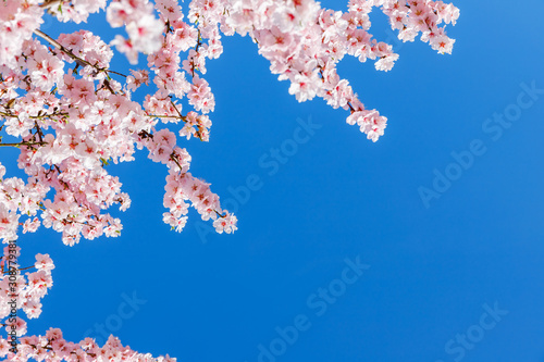 Foto Pink blossoming almond trees on blue sky background
