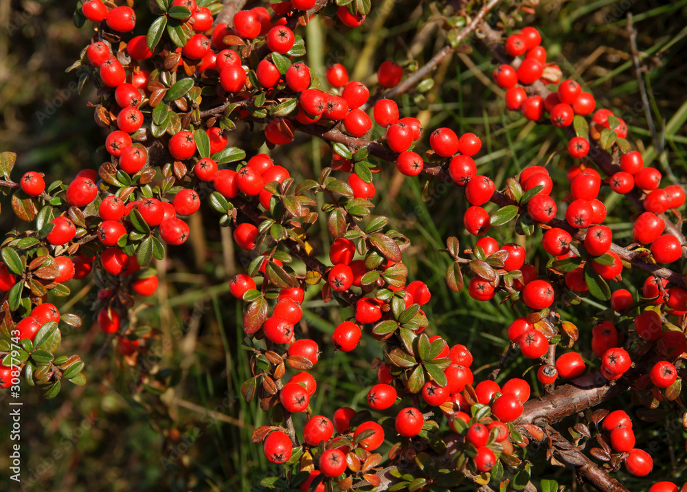 red berries of cotoneaster horizontalis bush at autumn