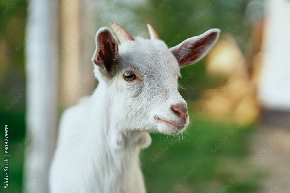 portrait of a goat