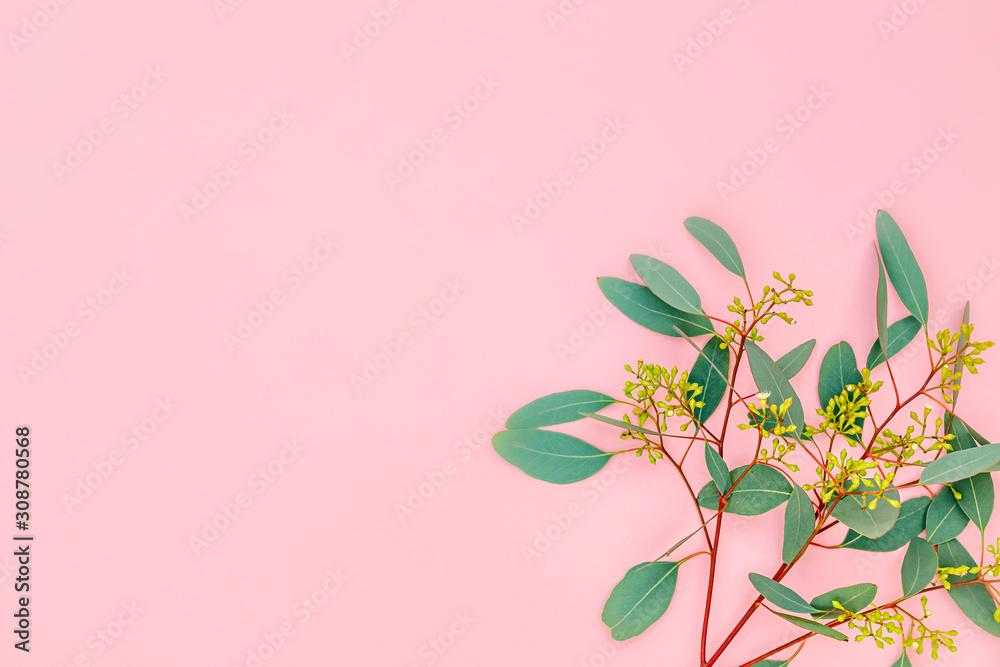 Naklejka premium Eucalyptus twig with flowers, berry fruit, leaves on pastel pink background, closeup, copy space. Eucalypt floral composition with green leaves and berries, text place