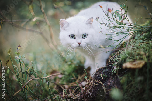 beautiful white, silver shaded british short hair cat with green eyes in the autumn forest. autumn colours. cat smelling and tasting autumn grass, mushrooms. Curious white cat, british shorthair breed