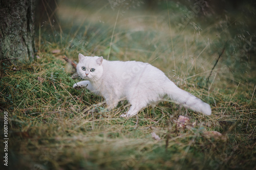 beautiful white  silver shaded british short hair cat with green eyes in the autumn forest. autumn colours. cat smelling and tasting autumn grass  mushrooms. Curious white cat  british shorthair breed