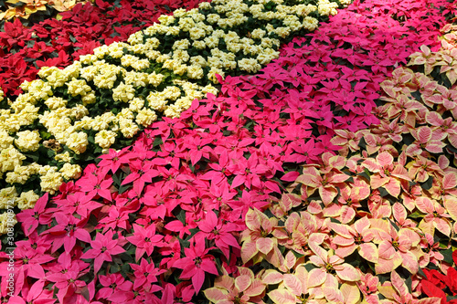 Colorful poinsettia Christmas flower. Pink, yellow and red poinsettias. Decorative pattern