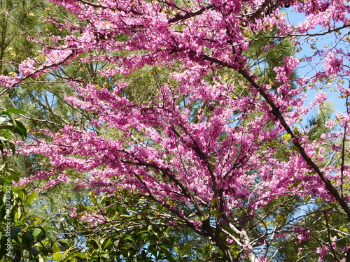 Judas tree, or Cercis siliquastrum blooming with pink flowers