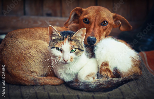 Cute dog with cat. Love