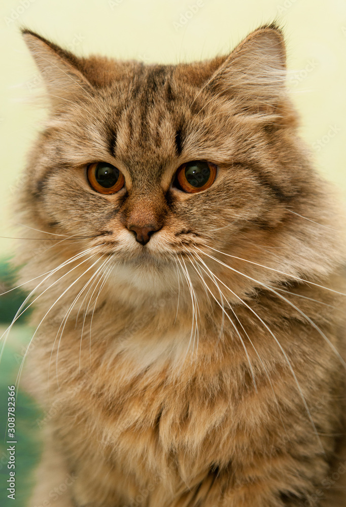 portrait of a cat portrait of a cat