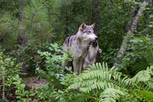 Grey wolf with pup  © cherwoman730