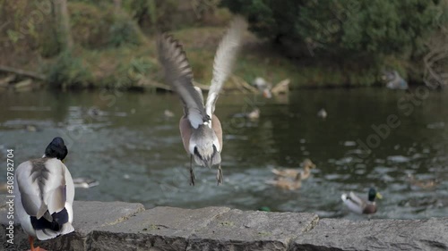 Duck jumping flying off ledge many ducks in background slow motion at duck pond lake garden feeding area