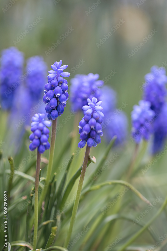 Muscari armeniacum (grape hyacinth) Muscari armeniacum (grape hyacinth)
