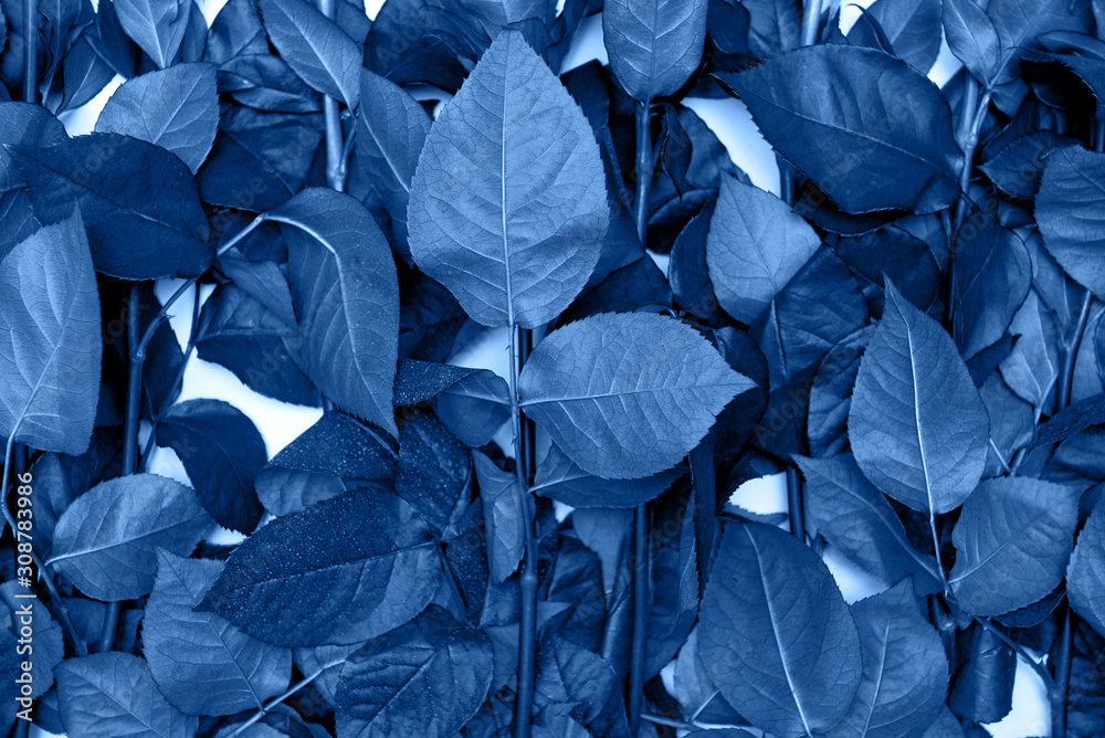 Classic blue background, copy space. Fresh rose flowers, close up. Color of the year 2020. Nature floral background. Top view, flat lay. Valentine's Day, Woman's Day, Mother's Day, birthday Classic blue background, copy space. Fresh rose flowers, close up. Color of the year 2020. Nature floral background. Top view, flat lay. Valentine's Day, Woman's Day, Mother's Day, birthday