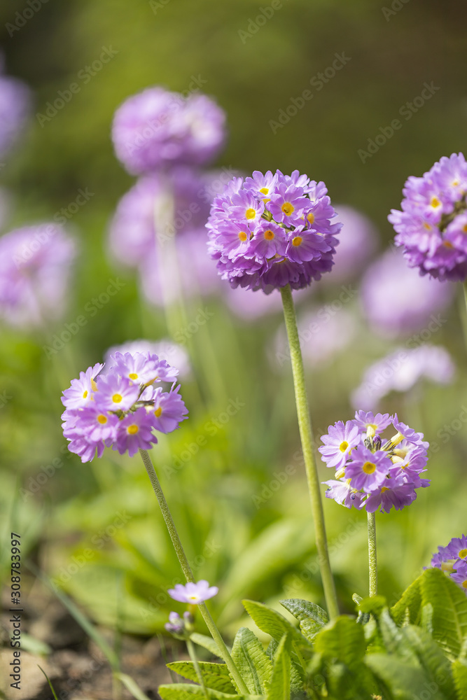 Primula denticulata (drumstick primula) Primula denticulata (drumstick primula)