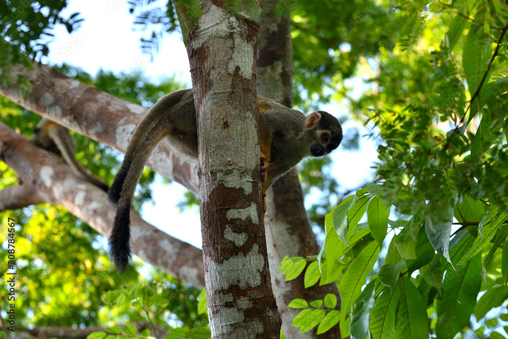 Fototapeta premium Squirrel monkey in the jungle, Amazon, Brazil.