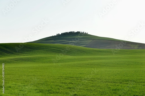 Pure green hills in Tuscany