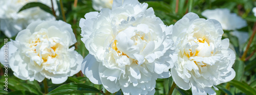 White flower peony flowering