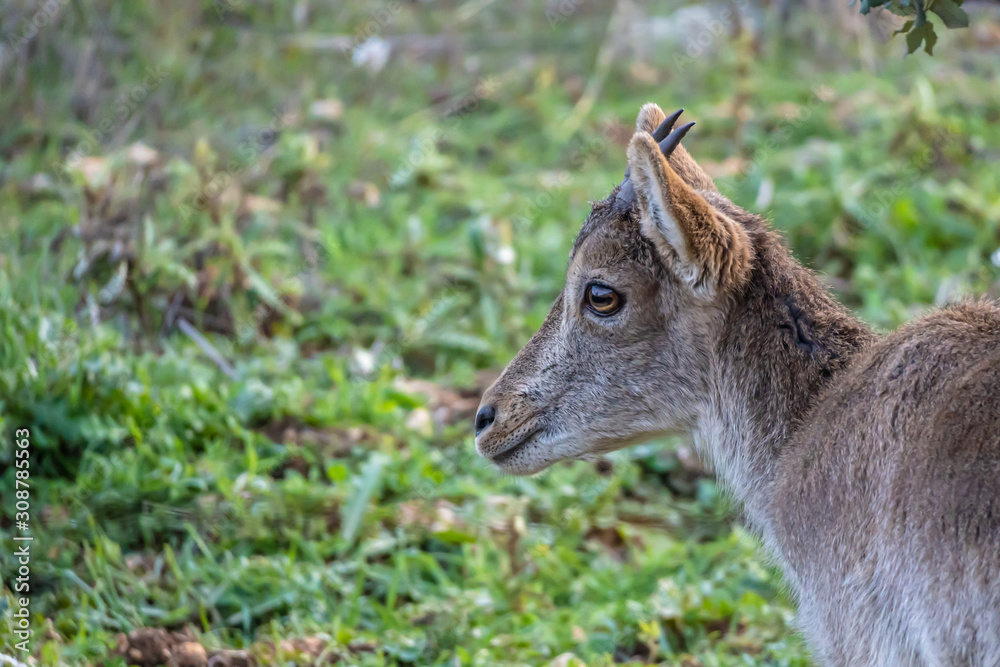 Naklejka premium Young hispanic wild goat with Green field in background 