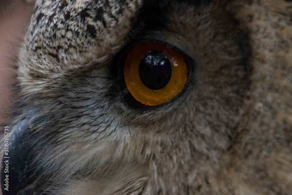 Obraz premium Owl outdoors in the middle of a field in freedom