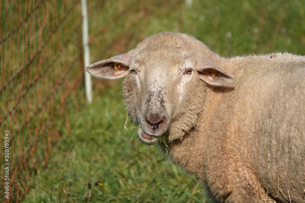 Obraz premium Schaf, Lamm, Bauernhof, Tier, Wolle, Nutztier, grasen, Nahrungsaufnahme, abgrasen, Wiese , Natur, Aue, Ackerbau, Vieh, Säugetier, Lamb