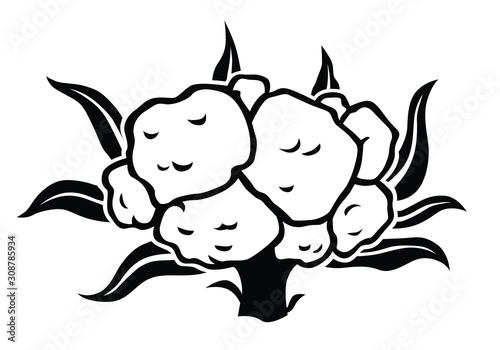 Vector illustration of cauliflower cabbage silhouette icon