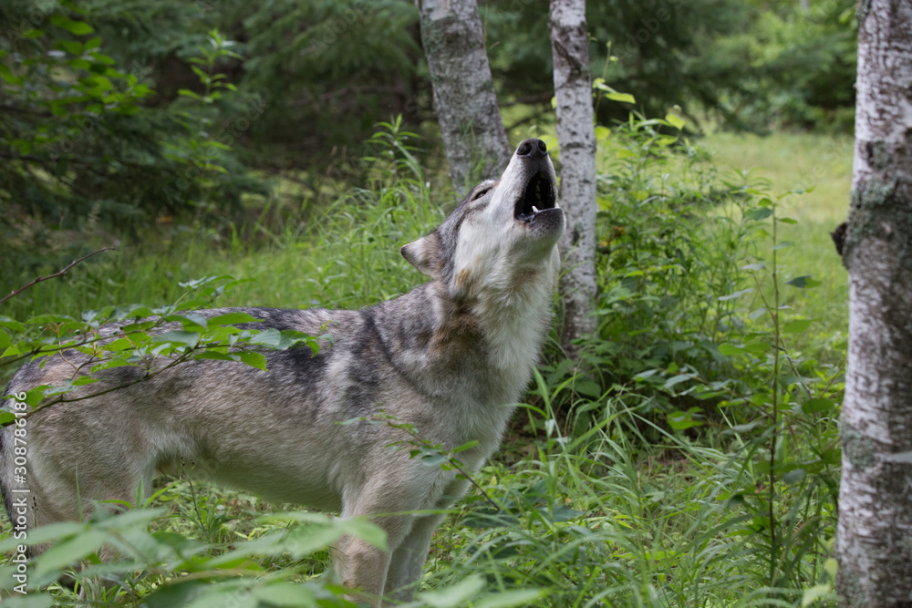 Fototapeta premium Grey Wolf Howling 