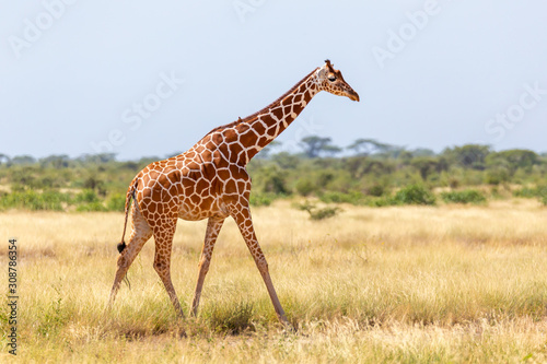 Obraz na plátně Somalia giraffe goes over a green lush meadow