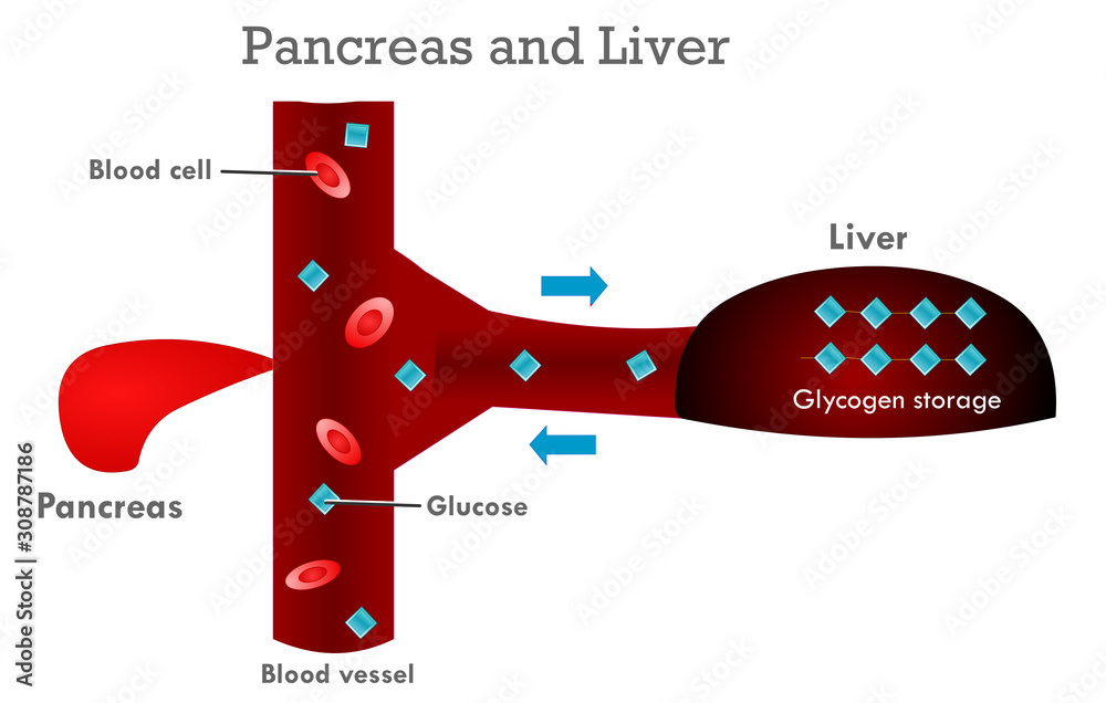Pancreas Liver working system diagram. Pancreas secretes insulin and