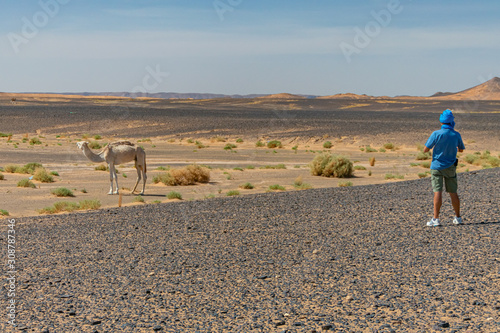 Camel, wild dromedary in the desert of Morocco