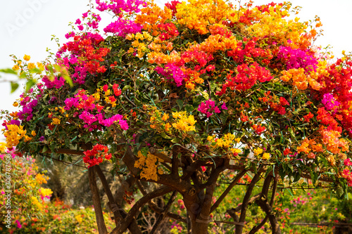 Bougainville