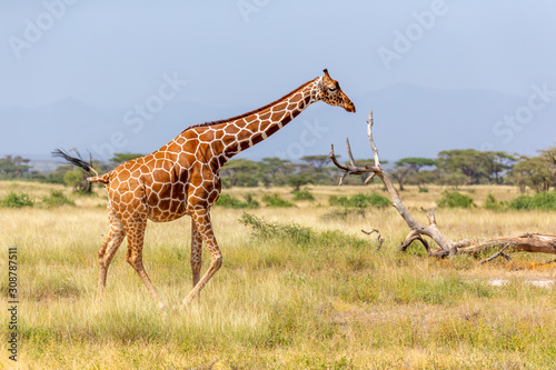 Somalia giraffe goes over a green lush meadow