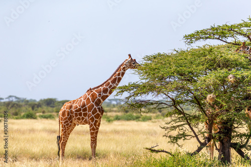 Somalia giraffes eat the leaves of acacia trees