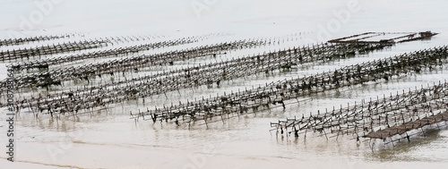 Fotografija Oysters shells in the water on the beach