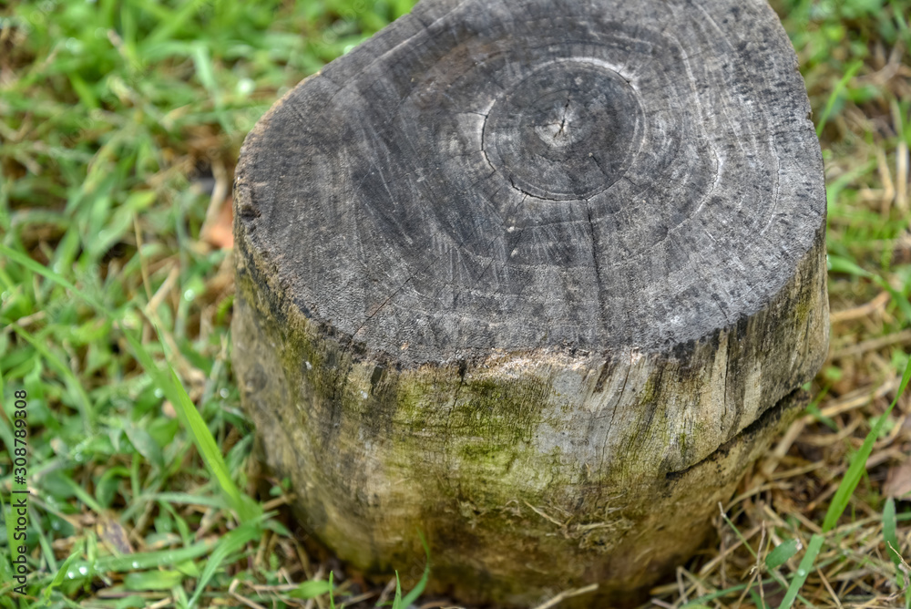 Cutted Trunk Tree in the Garden by Morning Cutted Trunk Tree in the Garden by Morning
