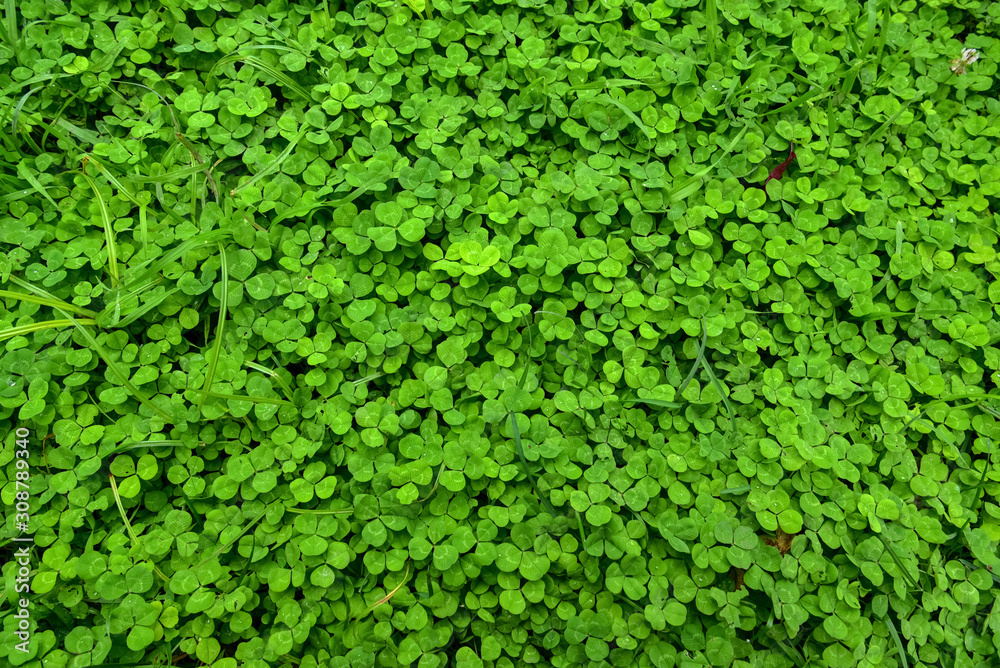 Green Clover Grass Texture by Morning Green Clover Grass Texture by Morning