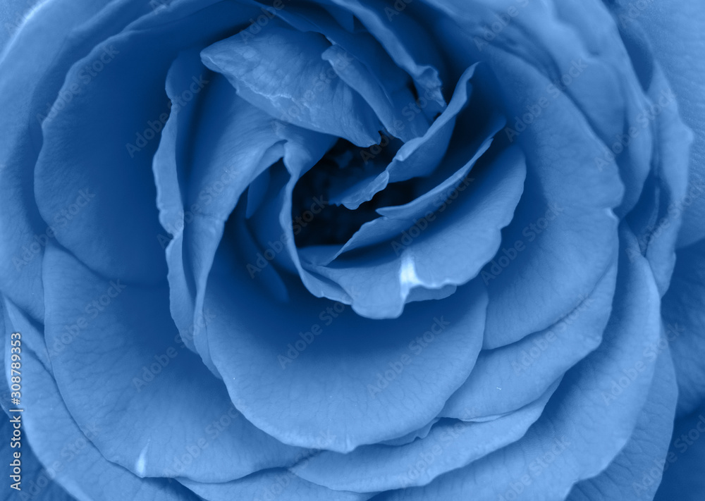 Classic blue background, copy space. Fresh rose flower, close up.  Color of the year 2020. Nature floral background. Top view, flat lay. Valentine's Day, Woman's Day, Mother's Day, birthday