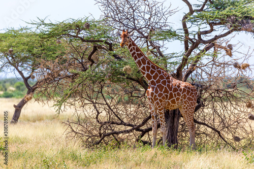 Photography Somalia giraffes eat the leaves of acacia trees